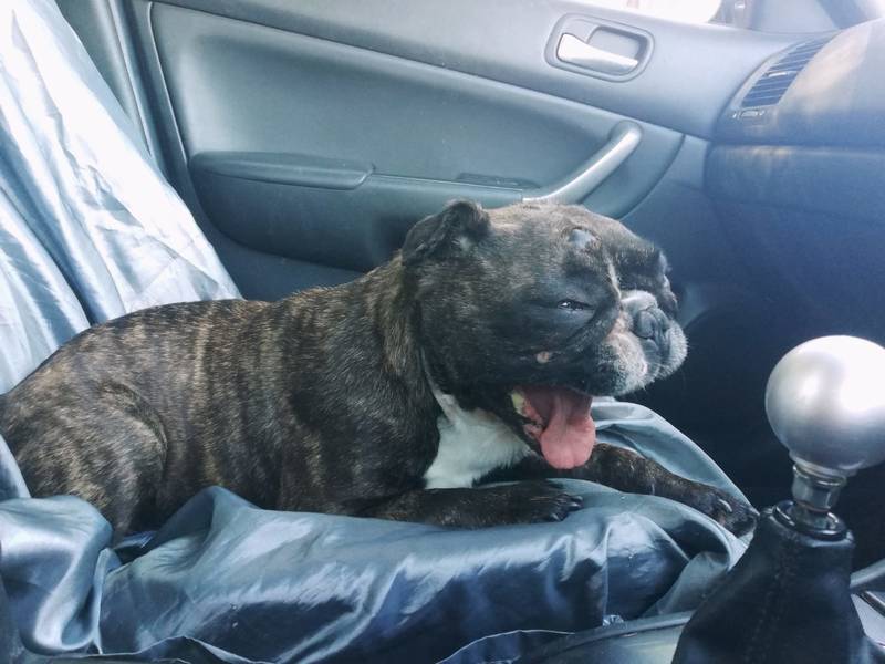 Happy Tails English and French Bulldog Rescue South Africa