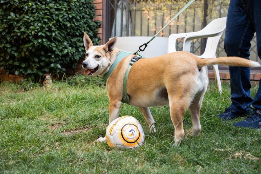 Spca Rescue Happy Tails - FISH – A JOHANNESBURG SPCA RESCUE DOG