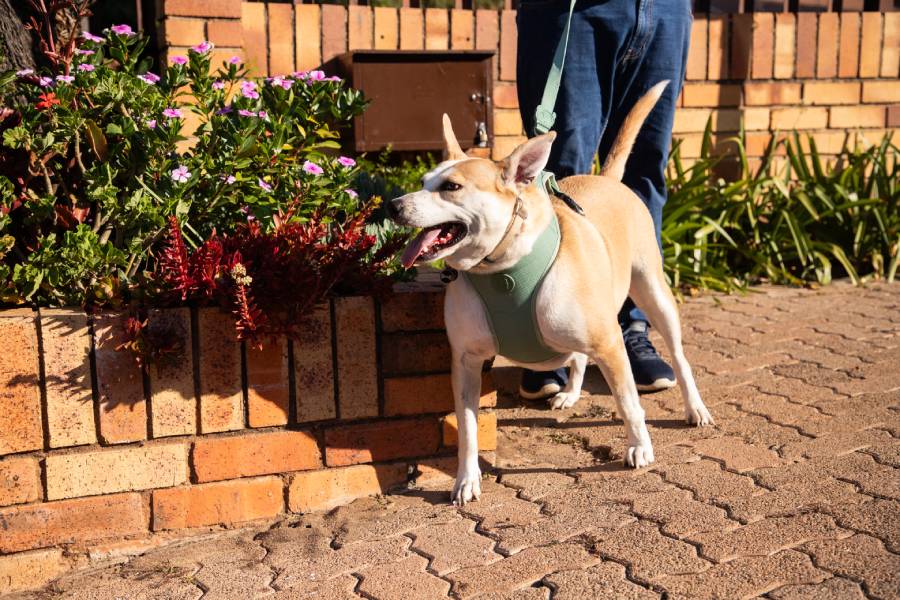 Spca Rescue Happy Tails - FISH – A JOHANNESBURG SPCA RESCUE DOG