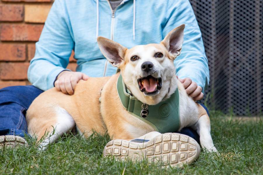 Spca Rescue Happy Tails - FISH – A JOHANNESBURG SPCA RESCUE DOG