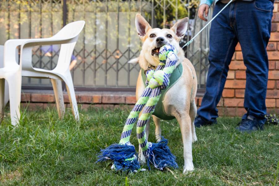 Spca Rescue Happy Tails - FISH – A JOHANNESBURG SPCA RESCUE DOG