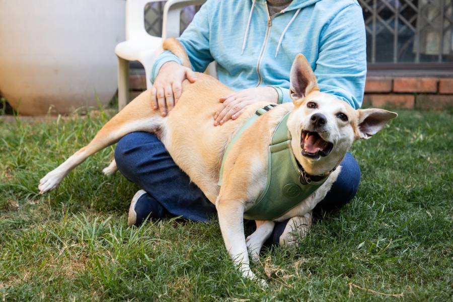 Spca Rescue Happy Tails - FISH – A JOHANNESBURG SPCA RESCUE DOG